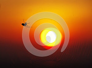 SunSpider