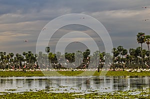 Sunst Palms landscape in La Estrella Marsh, Formosa