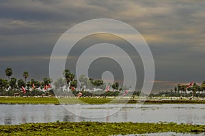 Sunst Palms landscape in La Estrella Marsh, Formosa