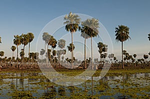 Sunst Palms landscape in La Estrella Marsh, Formosa province, photo