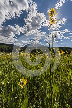 Sunstar And Aspen Sunflowers