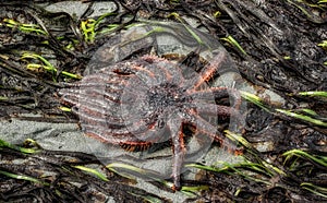 Sunstar Climbs through Sea Weed at Low Tide