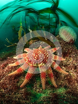 Sunstar on a kelp reef - Cape Wrath, Scotland