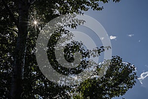 Sunstar shining through leaves on summer day