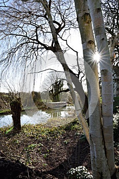 Sunstar through trees