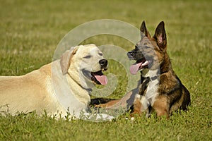 Sunstroke, health of pets in the summer. Labrador. Dogs play with each other. How to protect your dog from overheating.Training of