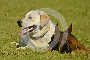 Sunstroke, health of pets in the summer. Labrador. Dogs play with each other. How to protect your dog from overheating.Training of