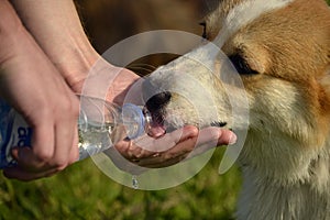 Sunstroke, health of pets in the summer. Puppy Corgi pembroke on a walk. How to protect your dog from overheating.T