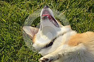 Sunstroke, health of pets in the summer. Puppy Corgi pembroke on a walk. How to protect your dog from overheating.T