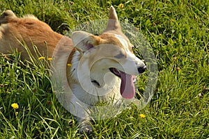 Sunstroke, health of pets in the summer. Puppy Corgi pembroke on a walk. How to protect your dog from overheating.T