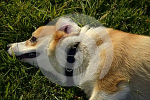 Sunstroke, health of pets in the summer. Puppy Corgi pembroke on a walk. How to protect your dog from overheating.T