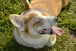 Sunstroke, health of pets in the summer. Puppy Corgi pembroke on a walk. How to protect your dog from overheating.T