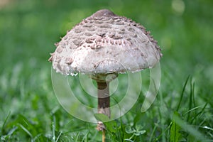 Sunstroke mushroom close up