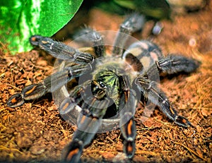 Suntiger Drinking water Close Up