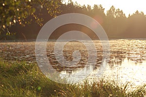 Sunup under early morning pine forest lake photo