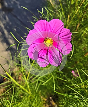 Sunvibrant pink flower