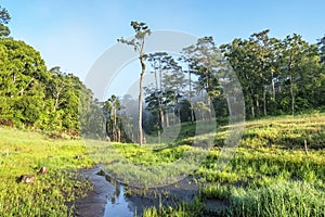 Suoi Tia scenic in the morning near Ho Tuyen Lam lake, Da Lat city, Vietnam