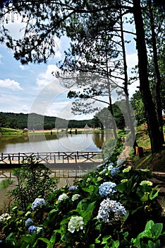 Suoi Vang Lake - DaLat