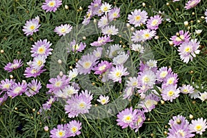 Supacrest Marguerite (Argyranthemum frutescens)