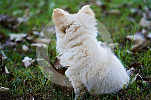 Super Cute Chihuahua Puppy Applehead With Long Fur Sitting in Fall Leaves