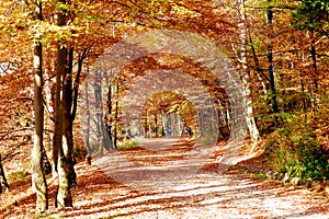 Super autumn landscape in forest