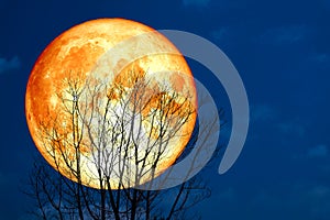 Super blood moon back silhouette dry tree in the night sky