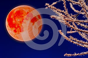 Super bloody moon and snowy tree