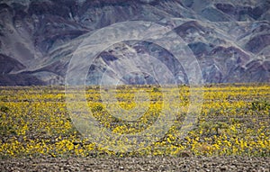 Super bloom in Death Valley, CA