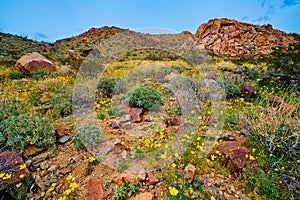 Super Bloom in the Desert at Joshua Tree NP