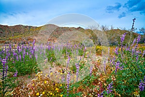 Super Bloom in the Desert at Joshua Tree NP