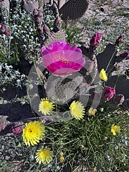 Super bloom spring Wildflowers