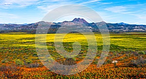 Super bloom spring wildflowers landscape panorama