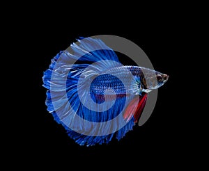 Super blue half moon Siamese fighting fish isolated on black background