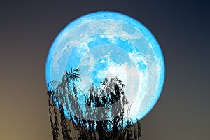 Super blue worm blue moon back silhouette leaves top tree on the night sky