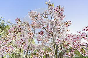 Super cherry blossom at Peter F. Schabarum Regional Park, Hacienda Heights