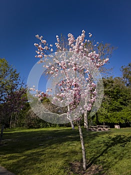 Super cherry blossom at Peter F. Schabarum Regional Park, Hacienda Heights