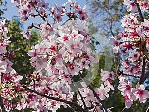 Super cherry blossom at Peter F. Schabarum Regional Park, Hacienda Heights