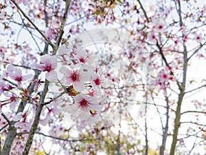 Super cherry blossom at Peter F. Schabarum Regional Park, Hacienda Heights