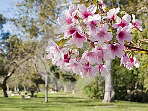 Super cherry blossom at Peter F. Schabarum Regional Park, Hacienda Heights