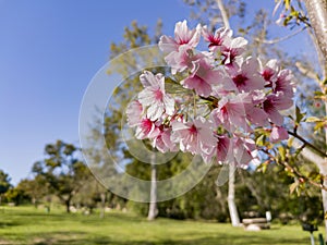 Super cherry blossom at Peter F. Schabarum Regional Park, Hacienda Heights