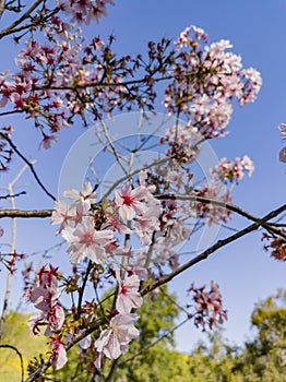 Super cherry blossom at Peter F. Schabarum Regional Park, Hacienda Heights