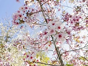 Super cherry blossom at Peter F. Schabarum Regional Park, Hacienda Heights