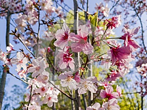 Super cherry blossom at Peter F. Schabarum Regional Park, Hacienda Heights