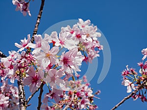 Super cherry blossom at Peter F. Schabarum Regional Park, Hacienda Heights