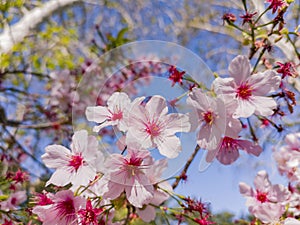 Super cherry blossom at Peter F. Schabarum Regional Park, Hacienda Heights