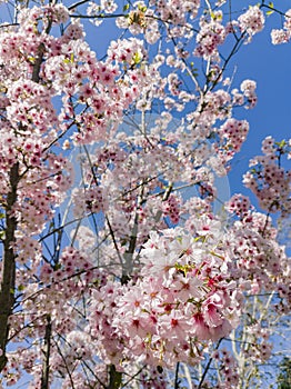 Super cherry blossom at Peter F. Schabarum Regional Park, Hacienda Heights