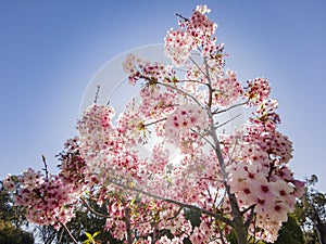 Super cherry blossom at Peter F. Schabarum Regional Park, Hacienda Heights