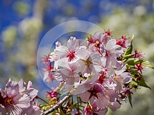 Super cherry blossom at Peter F. Schabarum Regional Park, Hacienda Heights