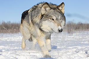 Cerca a una foto de madera Lobo en la nieve 