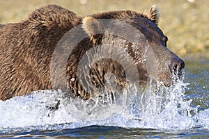 Super close-up of brown bear's face